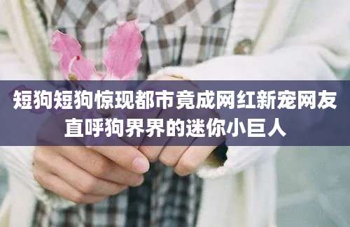 短狗短狗惊现都市竟成网红新宠网友直呼狗界界的迷你小巨人